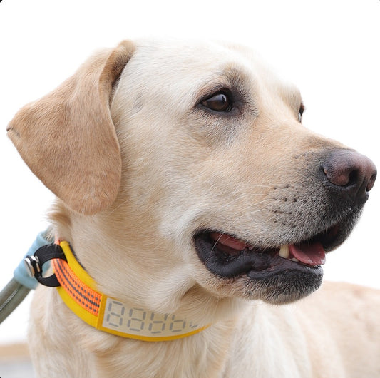 anti-lost dog collar-Writable-ID-tag-Breathable mesh foam–Golden Retriever