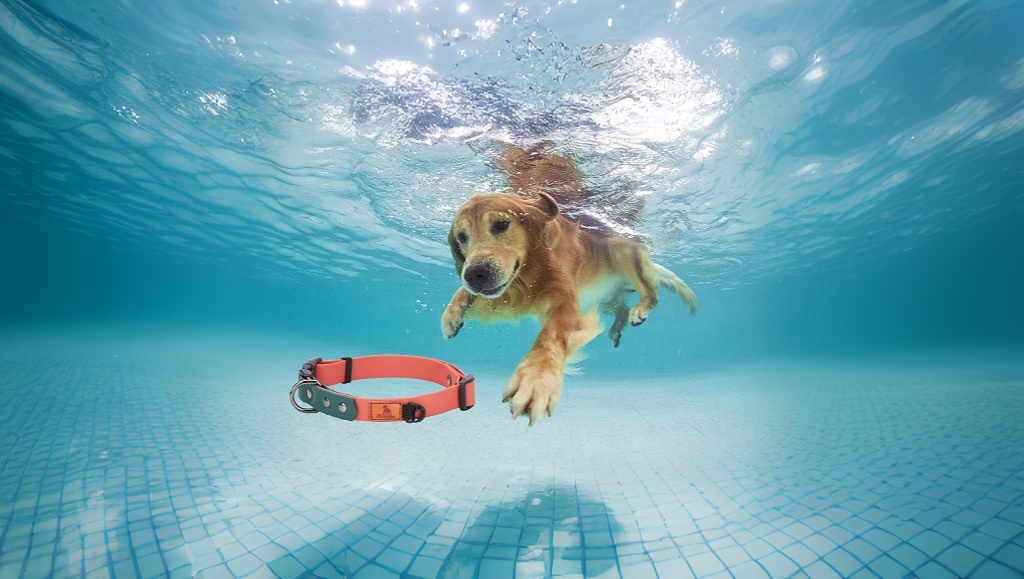Whater-proof Dog collar-Golden Retriever-Summer Collar