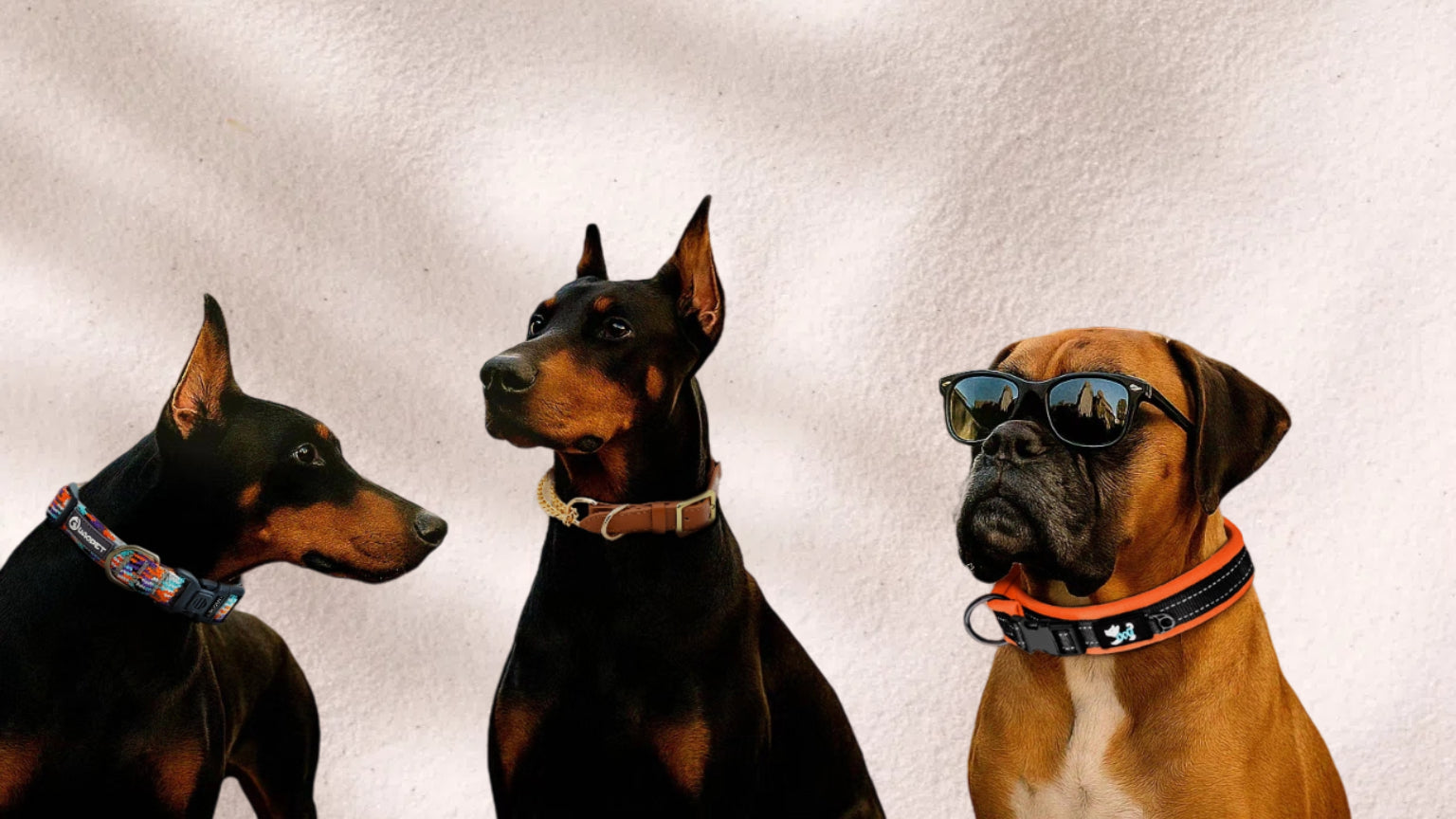 Large dog collars - suitable for the dog owner's dressing style_out fit
